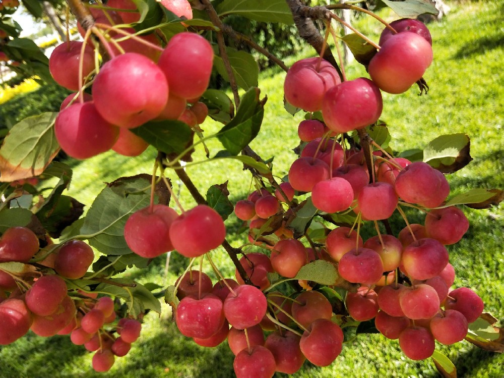 海棠果冷库建造，海棠果长期存储方法介绍