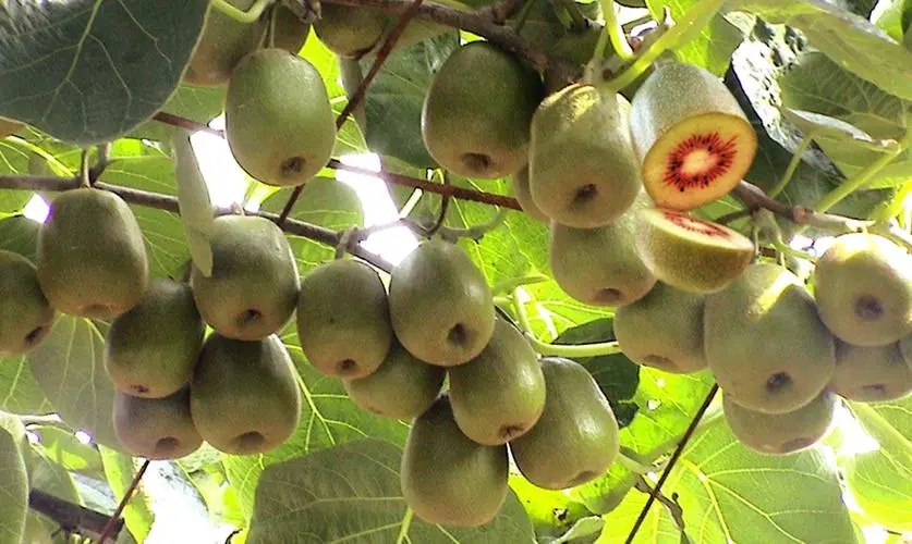 猕猴桃食品冷库的建造使用特点 猕猴桃食品冷库的建造使用特点